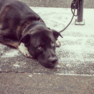 @westendbia: “This fella doesn’t seem to mind the snow! #westendyvr