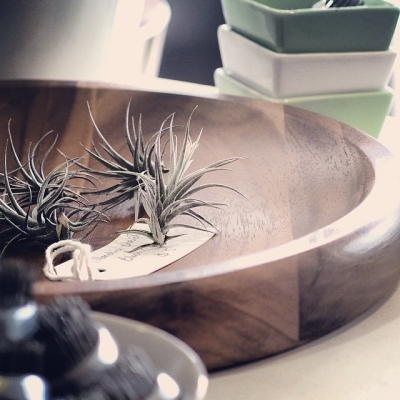 @westendbia: “We love these beautiful air plants at @homewerx!