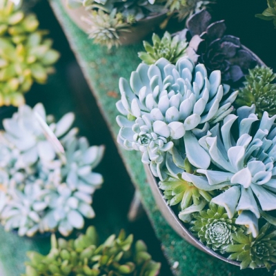 @westendbia: “Found some succulents on Denman Street… #WeAmaze”