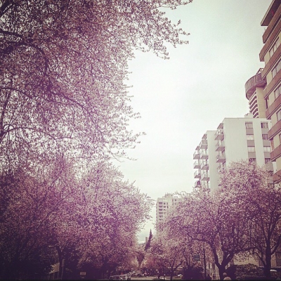 @westendbia: “BLOSSOMS II. Another shot of spring in my hood!