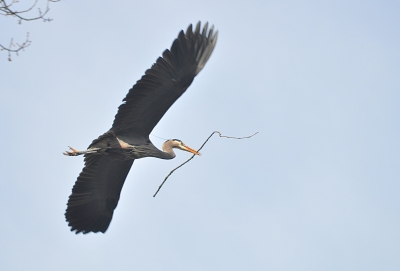 West End Nature Show: Heron Edition