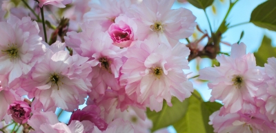 10th Anniversary of the Vancouver Cherry Blossom Festival