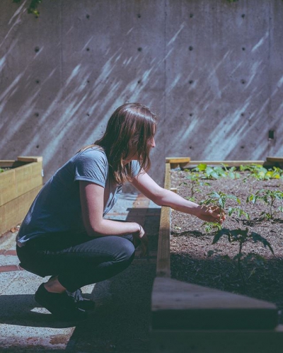 @westendbia: “The tomato seedlings planted by the West End MLA